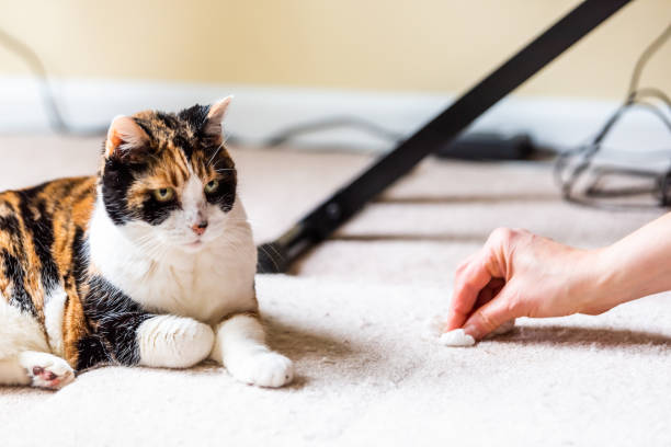 Pet Stain and Odor Removal