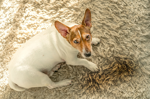 Pet stain and odor removal